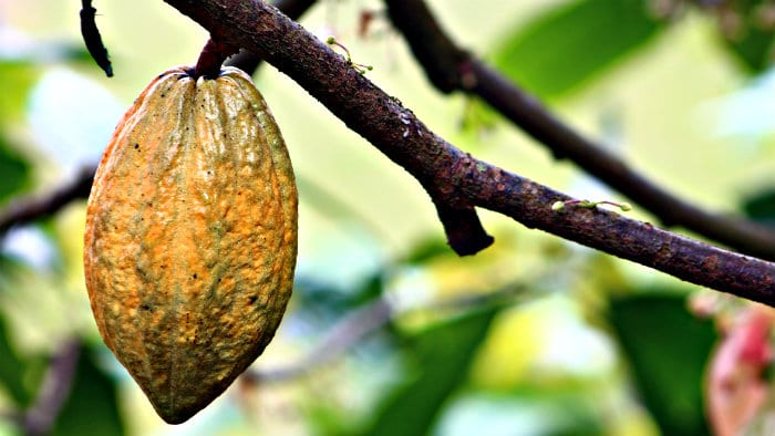 Chocolate is made from cacao beans.