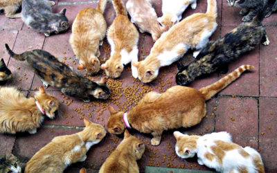 How many cats do they have in Morocco?