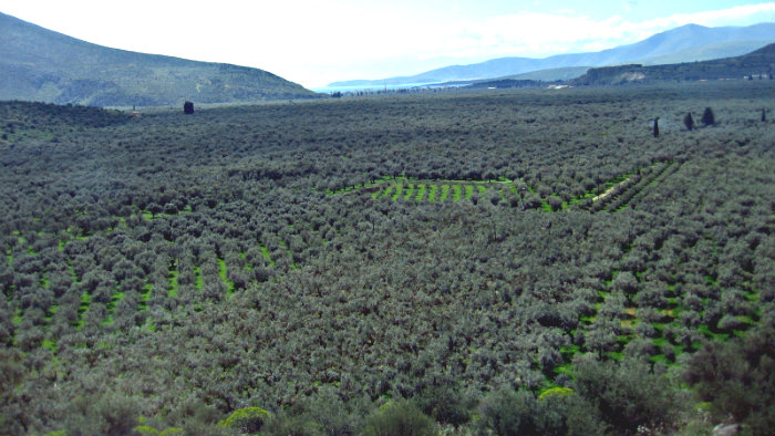 Green carpet woven from olive trees.