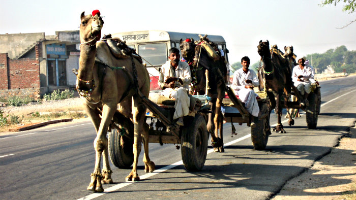 Camels are still used for transporting people and goods.