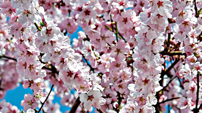 Japanese celebrate every season.