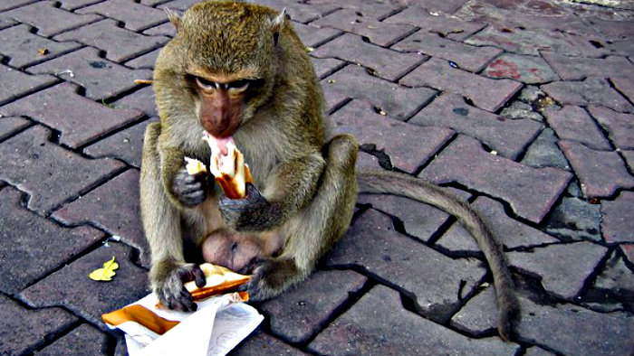 Monkeys can steal your food if you are not careful.